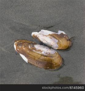 Seashell on sand, Cox Bay, Pacific Rim National Park Reserve, Tofino, Vancouver Island, British Columbia, Canada