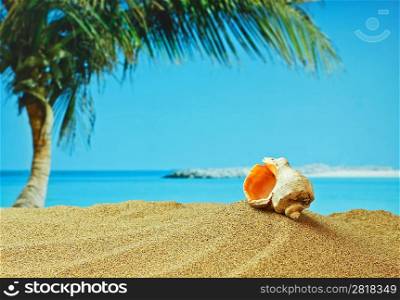 seashell on sandy beach on the tropical coast