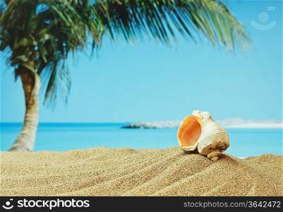 seashell on sandy beach on the tropical coast