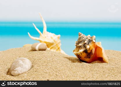 Seashell on the beach