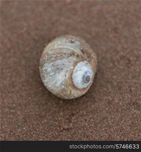 Seashell on the beach, Victoria, Prince Edward Island, Canada