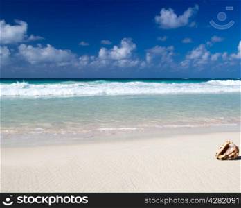 Seashell on the caribbean beach