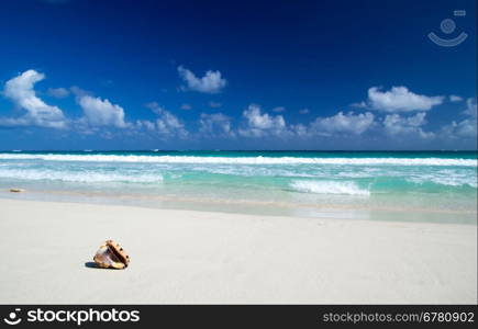 Seashell on the caribbean beach