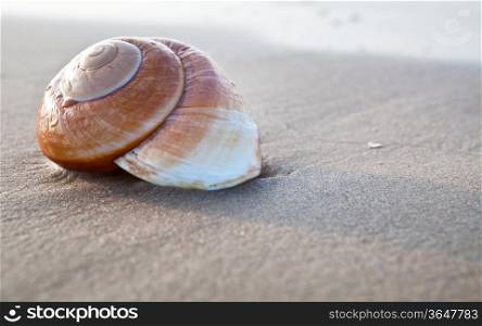 Seashell on the summer beach next to the sea