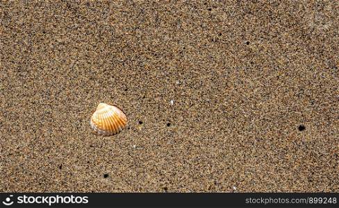 Seashell on volcanic sandy beach