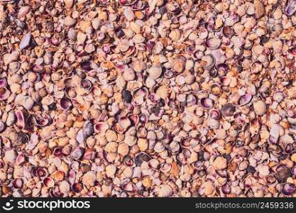 Seashells, a panorama of shells, different shells and pebbles - a backdrop or wallpaper. Seaside holiday background