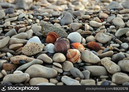 Seashells and pumice stones on rocky beach. Abstract background.