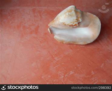 Seashells and sea stones on a pink background