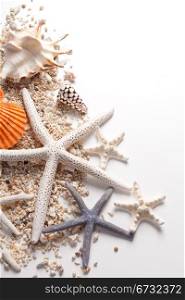 Seashells and starfish over white