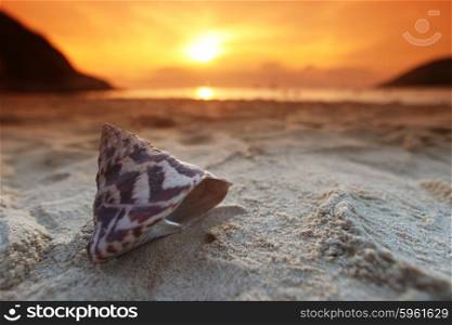 Seashells on beach. Seashells on beach under sunset sky over sea