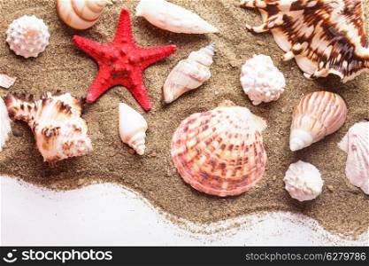 Seashells on the sand as a backgorund
