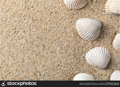Seashells on the sand with copy space
