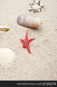 seashells on white sand background or texture. seashells on white sand