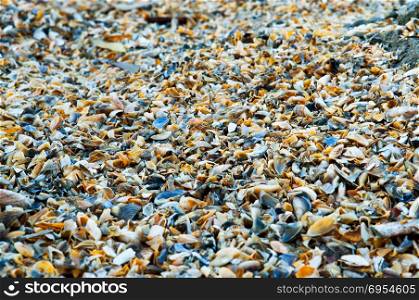 seashells, shell, small rakushechki, with the broken shells of small river. background of small colorful shells
