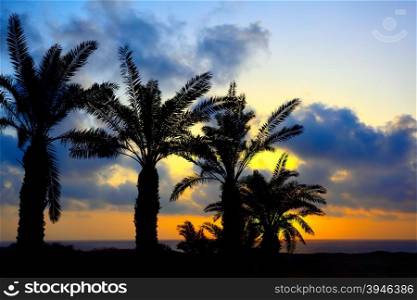 Seashore with palms at sundown, may be used as background