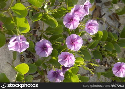 Seaside morning glory