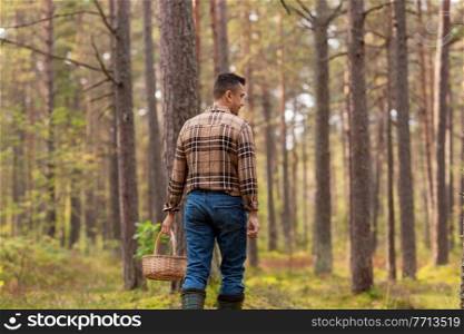 season and leisure people concept - middle aged man with wicker basket picking mushrooms in autumn forest. man with basket picking mushrooms in forest