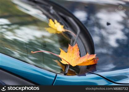 season and transport concept - close up of car wiper with autumn maple leaves on windshield. close up of car wiper with autumn leaves