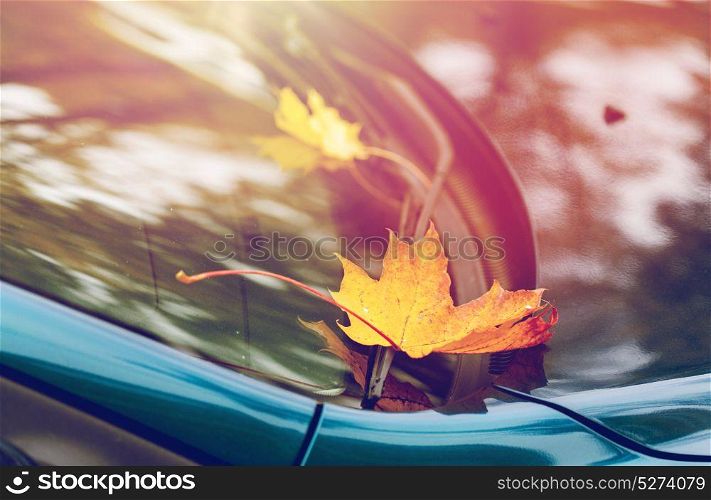 season and transport concept - close up of car wiper with autumn maple leaves on windshield. close up of car wiper with autumn leaves