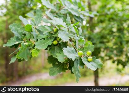 season, botany, nature and environment concept - oak branch with acorns and leaves in forest