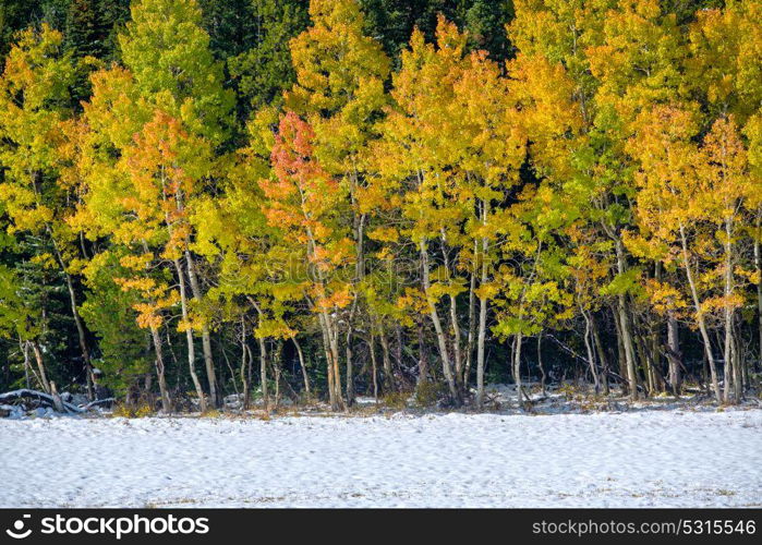 Season changing, first snow and autumn trees in Colorado, USA.