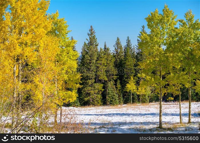 Season changing, first snow and autumn trees in Colorado, USA.