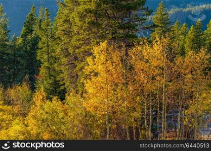 Season changing, first snow and autumn trees in Colorado, USA.