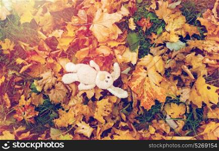 season, childhood and loneliness concept - lonely toy rabbit in fallen autumn leaves. toy rabbit in fallen autumn leaves