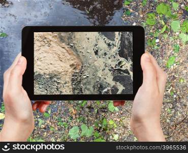 season concept - naturalist photographs birch pollen (allergy source) on surface of puddle on tablet pc