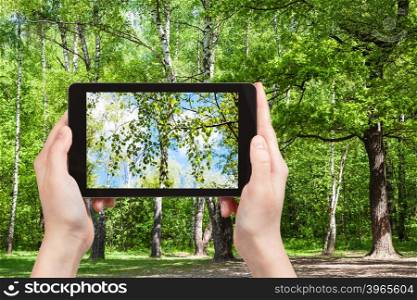 season concept - naturalist photographs birch tree twig in green forest clearing on smartphone