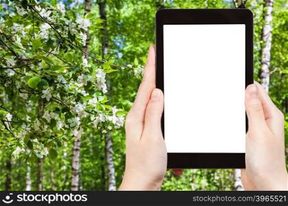 season concept - naturalist photographs cherry blossoms and birch trees in spring forest on tablet pc with cut out screen with blank place for advertising