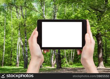 season concept - naturalist photographs oak and birch trees in green forest on tablet pc with cut out screen with blank place for advertising