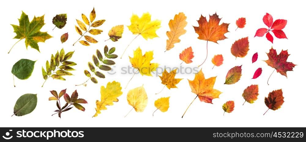 season, fall and nature concept - collection of beautiful colored autumn leaves