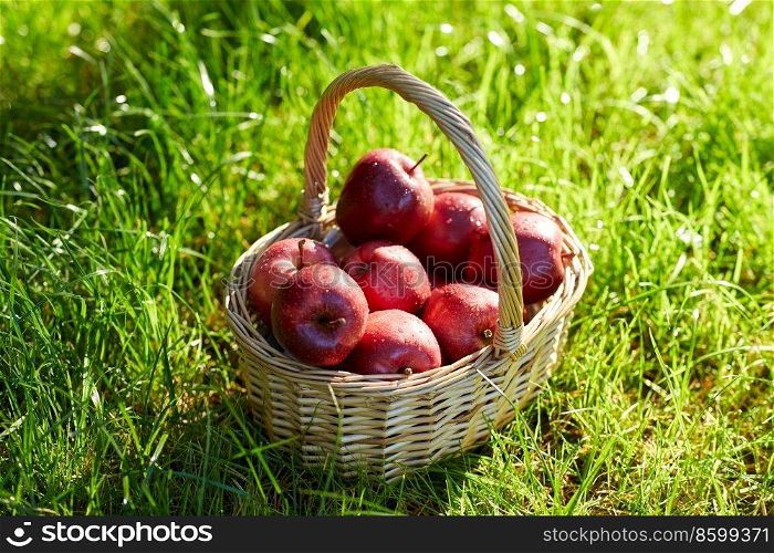 season, gardening and harvesting concept - red ripe app≤s in wicker basket on grass. red ripe app≤s in wicker basket on grass