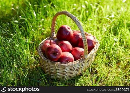 season, gardening and harvesting concept - red ripe app≤s in wicker basket on grass. red ripe app≤s in wicker basket on grass