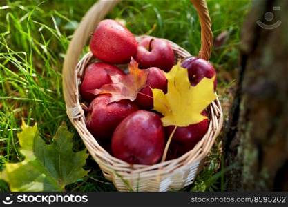 season, gardening and harvesting concept - red ripe apples and autumn maple leaves in wicker basket on grass under tree. apples and autumn maple leaves in wicker basket