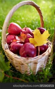 season, gardening and harvesting concept - red ripe apples and autumn maple leaves in wicker basket on grass. apples and autumn maple leaves in wicker basket