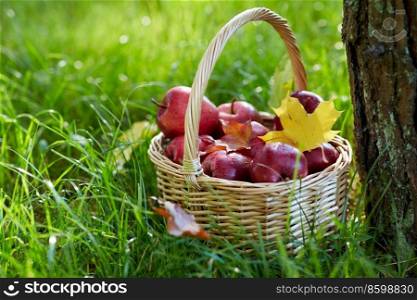 season, gardening and harvesting concept - red ripe apples and autumn maple leaves in wicker basket on grass under tree. apples and autumn maple leaves in wicker basket