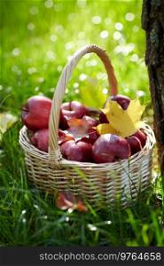 season, gardening and harvesting concept - red ripe apples and autumn maple leaves in wicker basket on grass. apples and autumn maple leaves in wicker basket