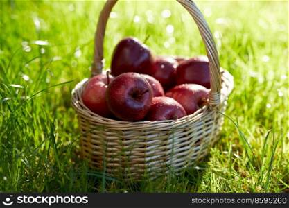 season, gardening and harvesting concept - red ripe apples in wicker basket on grass. red ripe apples in wicker basket on grass