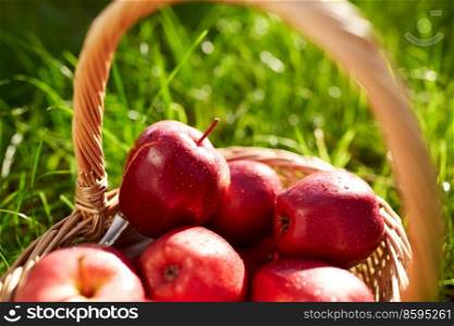 season, gardening and harvesting concept - red ripe apples in wicker basket on grass. red ripe apples in wicker basket on grass