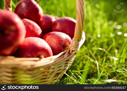 season, gardening and harvesting concept - red ripe apples in wicker basket on grass. red ripe apples in wicker basket on grass