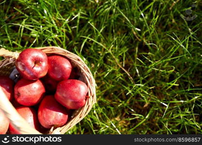 season, gardening and harvesting concept - red ripe apples in wicker basket on grass. red ripe apples in wicker basket on grass