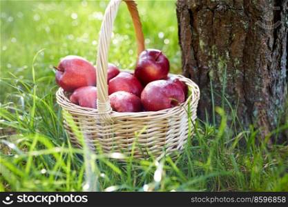 season, gardening and harvesting concept - red ripe apples in wicker basket on grass under tree. red apples in wicker basket on grass under tree