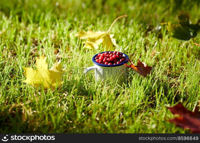 season, gardening and harvesting concept - ripe cranberries in c&mug and autumn maple leaves on grass. ripe cranberries in c&mug on grass