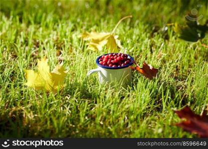 season, gardening and harvesting concept - ripe cranberries in c&mug and autumn maple leaves on grass. ripe cranberries in c&mug on grass