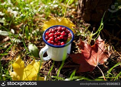 season, gardening and harvesting concept - ripe cranberries in c&mug and autumn maple leaves on grass. ripe cranberries in c&mug on grass in autumn