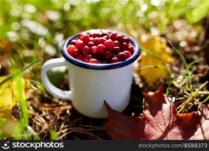 season, gardening and harvesting concept - ripe cranberries in c&mug and autumn maple leaves on grass. ripe cranberries in c&mug on grass in autumn