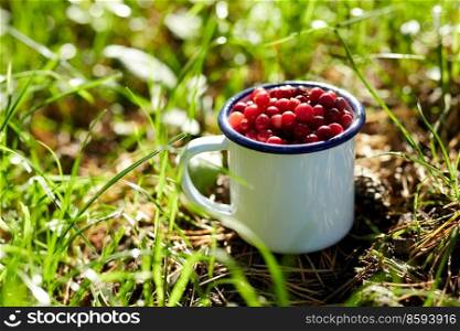 season, gardening and harvesting concept - ripe cranberries in c&mug on grass. ripe cranberries in c&mug on grass