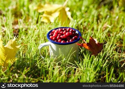 season, gardening and harvesting concept - ripe cranberries in camp mug and autumn maple leaves on grass. ripe cranberries in camp mug on grass